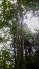 Obraz premium Mount Rinjani jungle vegetation from the trail