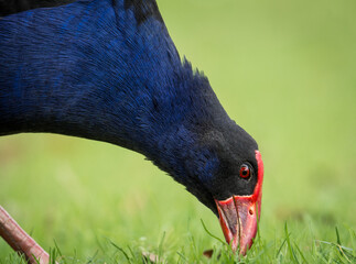 Close up of Pukeko or purple swamphen