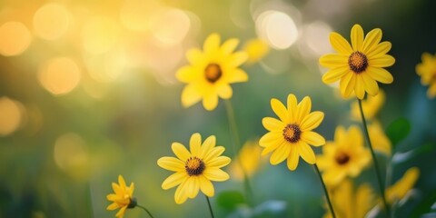 Obraz premium Sunlit Blooms: A close-up shot of a vibrant field of golden blossoms, capturing the essence of nature's radiant beauty and the warmth of a sunny day.