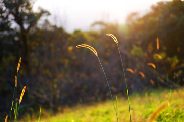 Beautiful grass flower in natural sunlight of morning sunrise over field on mountain