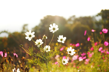 Blooming fresh white and pink cosmos flowers and pollen in a meadow of wildflower in natural sunlight summer in tropical forest on mountain. Copy space
