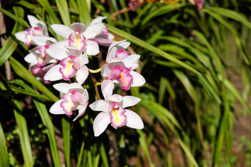 Blooming fresh wild white orchid flower and leaf in tropical forest and meadow field in natural sunlight