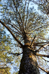 View from below on the trunk of a branching pine tree under sunlight and blue sky in forest