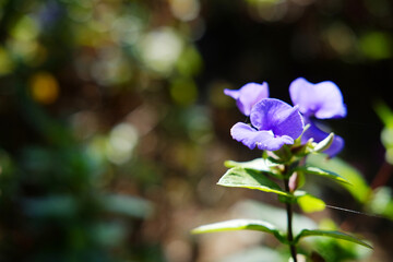 Blooming fresh Blue Hawaii or Brazilian Snapdragon flowers branch in natural sunlight of tropical garden