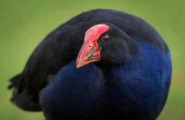 Close up of Pukeko or purple swamphen