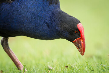 Close up of Pukeko or purple swamphen