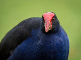 Close up of Pukeko or purple swamphen