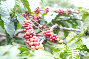 Coffee Cherries on the Branch: A Harvest of Red Fruits