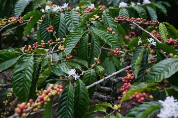 Coffee Plant with Berries and Flowers