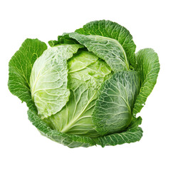 Obraz premium Fresh cabbage isolated on a white background showcasing vibrant green leaves and crisp texture, fresh cabbage isolated on white background