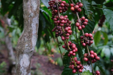 Coffee Cherry Branches: Ripe Harvest Ready