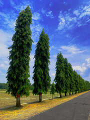 Straight Rural Road Lined with Symmetrical Trees and Power Lines under Blue Sky