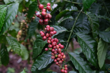 Ripening Coffee Cherries on the Branch