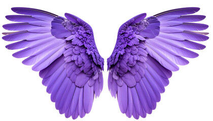 Obraz premium Purple Bird Wings: Fantasy, Feather Closeup Isolated on White Background and Transparent Background