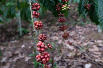 Coffee Cherries on the Branch: A Close-Up Harvest