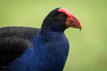 Close up of Pukeko or purple swamphen