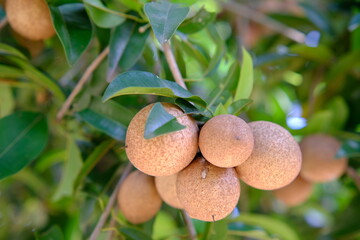 Sapodilla Fruit on Tree: Tropical Harvest