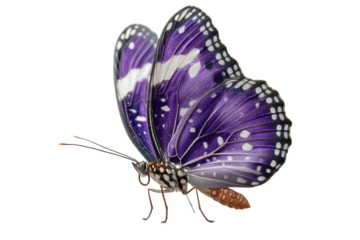 PNG Vibrant purple butterfly with white spots isolated on black background