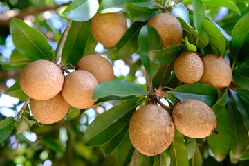Sapodilla Fruit Abundance: Tropical Tree Harvest