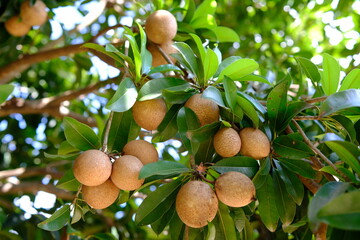 Sapodilla Fruit Tree: Close-Up of Ripe Fruit and Lush Foliage