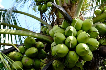 Abundant Young Coconuts on Palm Tree