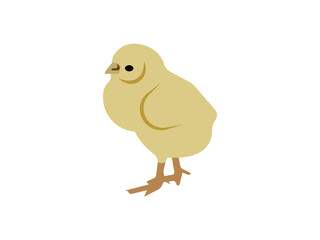 yellow chicken isolated on white boiler set.