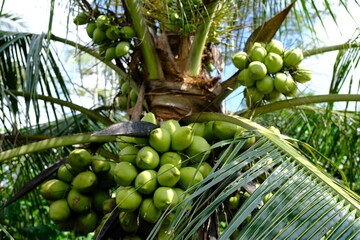 Coconut Palm Tree with Green Coconuts