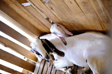 Goats in a Wooden Pen: Farm Life Close-Up