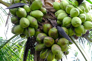 Green Coconuts Growing on a Palm Tree