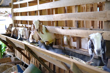 Goats in a Wooden Pen: Farm Animal Husbandry