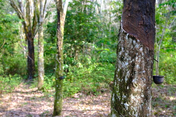 Rubber Tree Plantation: Latex Harvesting in Southeast Asia