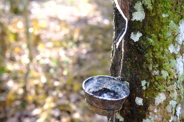 Rubber Tree Sap Collection: Sustainable Harvest