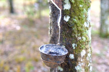 Rubber Tree Tapping: Natural Latex Harvesting