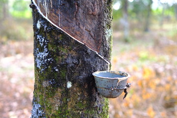 Rubber Tree Tapping: Sustainable Harvest of Natural Latex