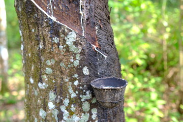 Rubber Tree Tapping: Latex Harvest in Southeast Asia