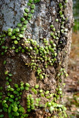 Epiphytic Vine on Tree Bark: Symbiotic Growth