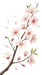 Watercolor Cherry Blossom Branch with Petals Pastel Clipart White Background