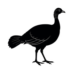 Australian Brush Turkey Vector