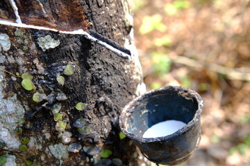 Rubber Tree Tapping: Sustainable Harvest of Natural Latex