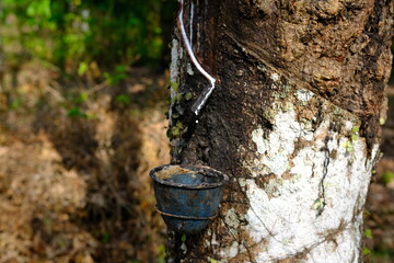 Rubber Tree Tapping: Natural Latex Extraction