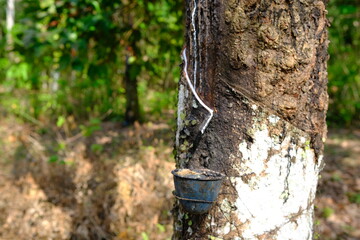 Rubber Tapping: Sustainable Harvest of Latex from a Rubber Tree