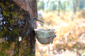 Rubber Tapping: Sustainable Harvest from a Rubber Tree