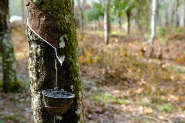 Rubber Tree Tapping: Sustainable Agriculture and Natural Resource