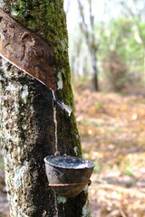 Rubber Tree Tapping: Natural Latex Harvesting in Southeast Asia
