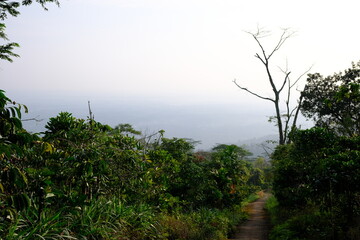 Lush Forest Trail to Distant Horizon