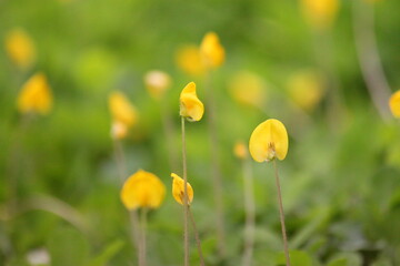 A field of blooming yellow pinto peanut flowers (Arachis pintoi) covers the ground, creating a vibrant green and yellow carpet.