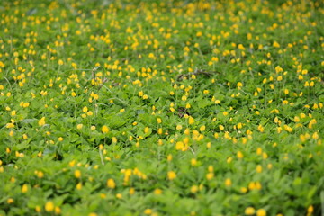A field of blooming yellow pinto peanut flowers (Arachis pintoi) covers the ground, creating a vibrant green and yellow carpet.