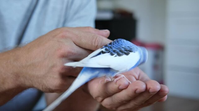 Owner man feeding a budgie. Close-up. White blue budgerigar perching on the hand. Pet bird is eating cucumber from human palm. Cozy Indoor Setting. Person is gently handfeeding a parrot in bright room