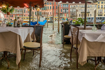 Acqua alta flooding near Rialto Bridge with heron in Venice, Italy