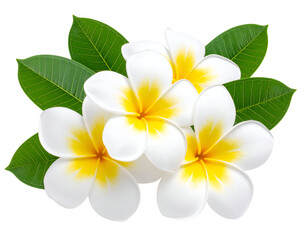 Naklejka premium Five exquisite white and yellow plumeria blossoms with lush green leaves symbolize tropical beauty.